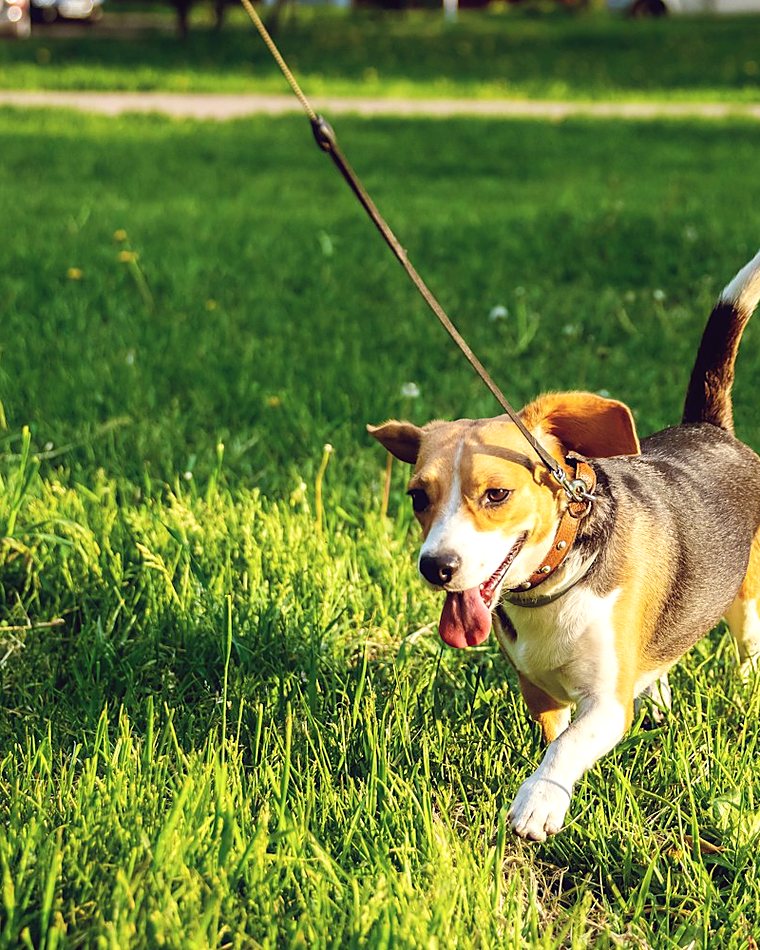 A puppy standing in grass