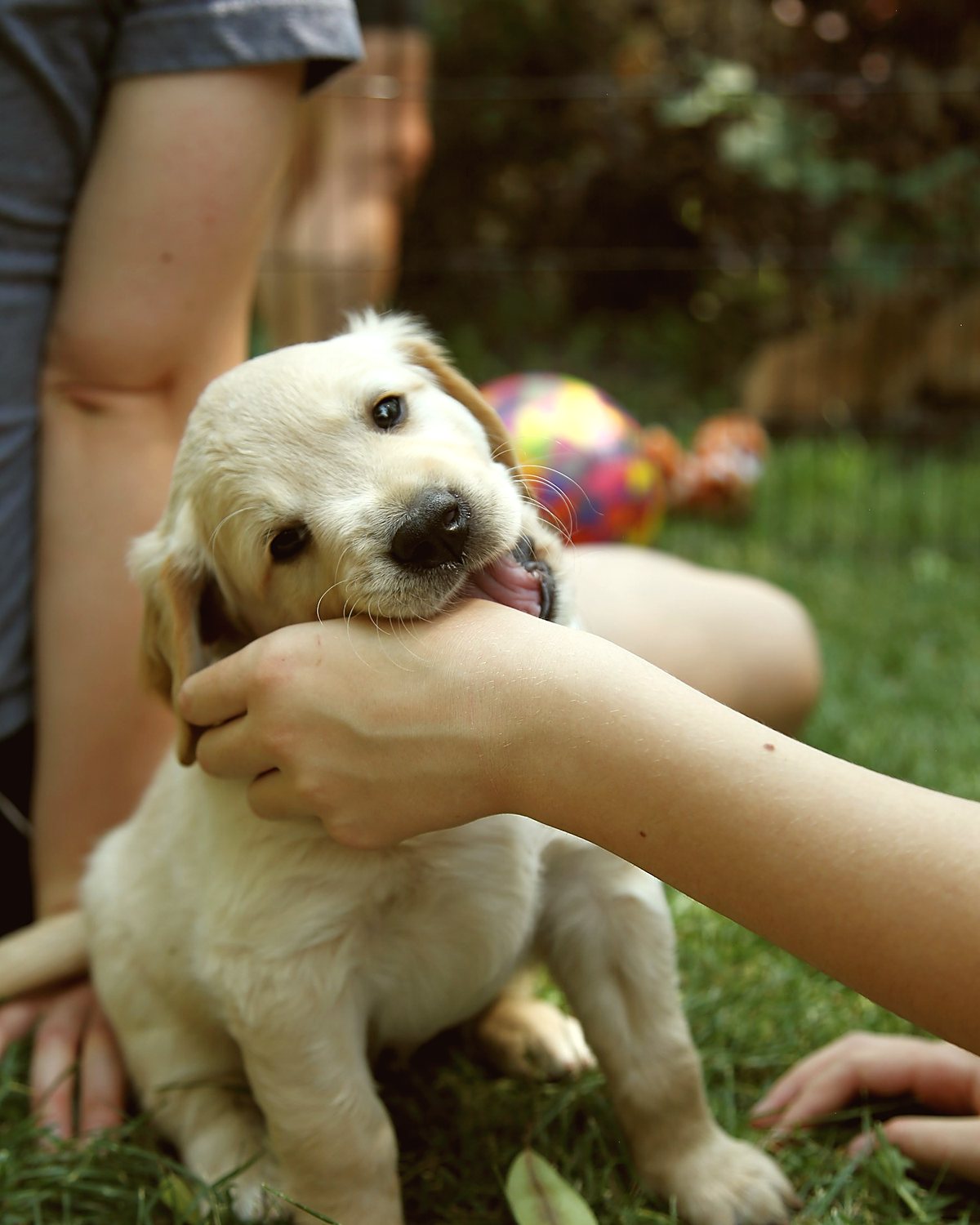 A puppy mouthing a person's hand
