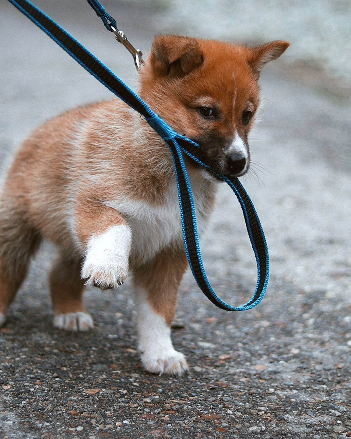 A puppy standing on a path wearing a lead