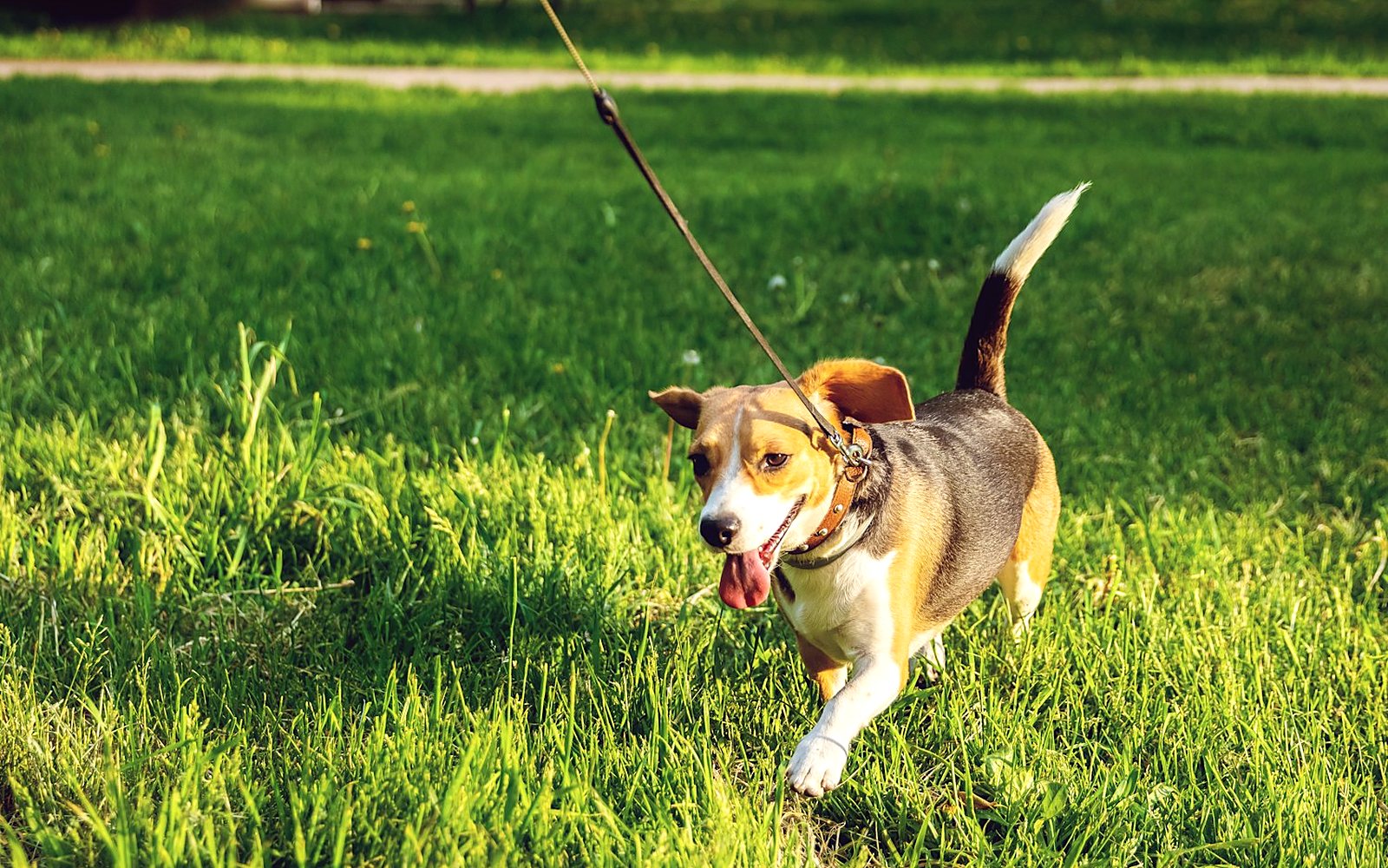 A puppy walking on grass on a lead