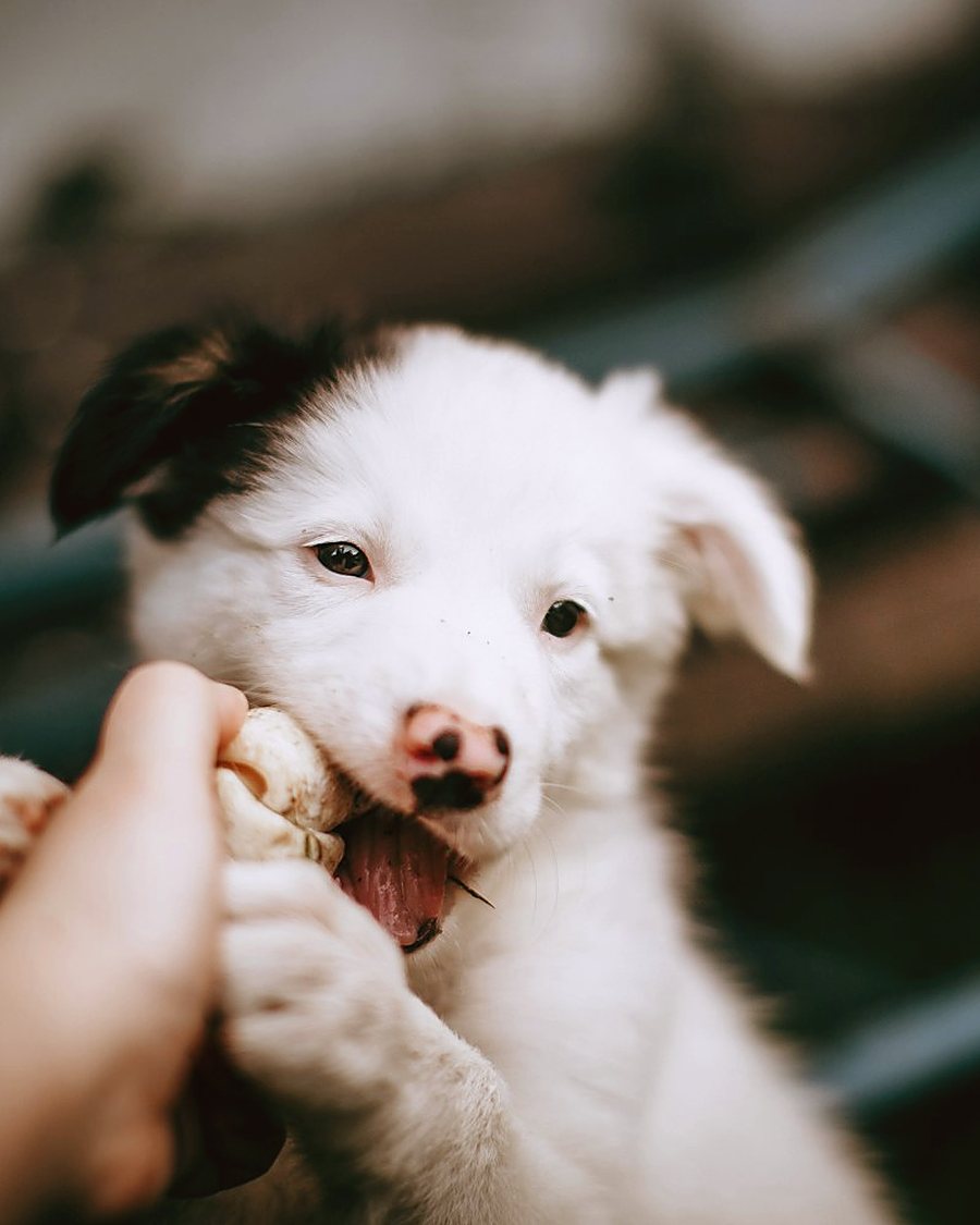 A puppy mouthing a finger