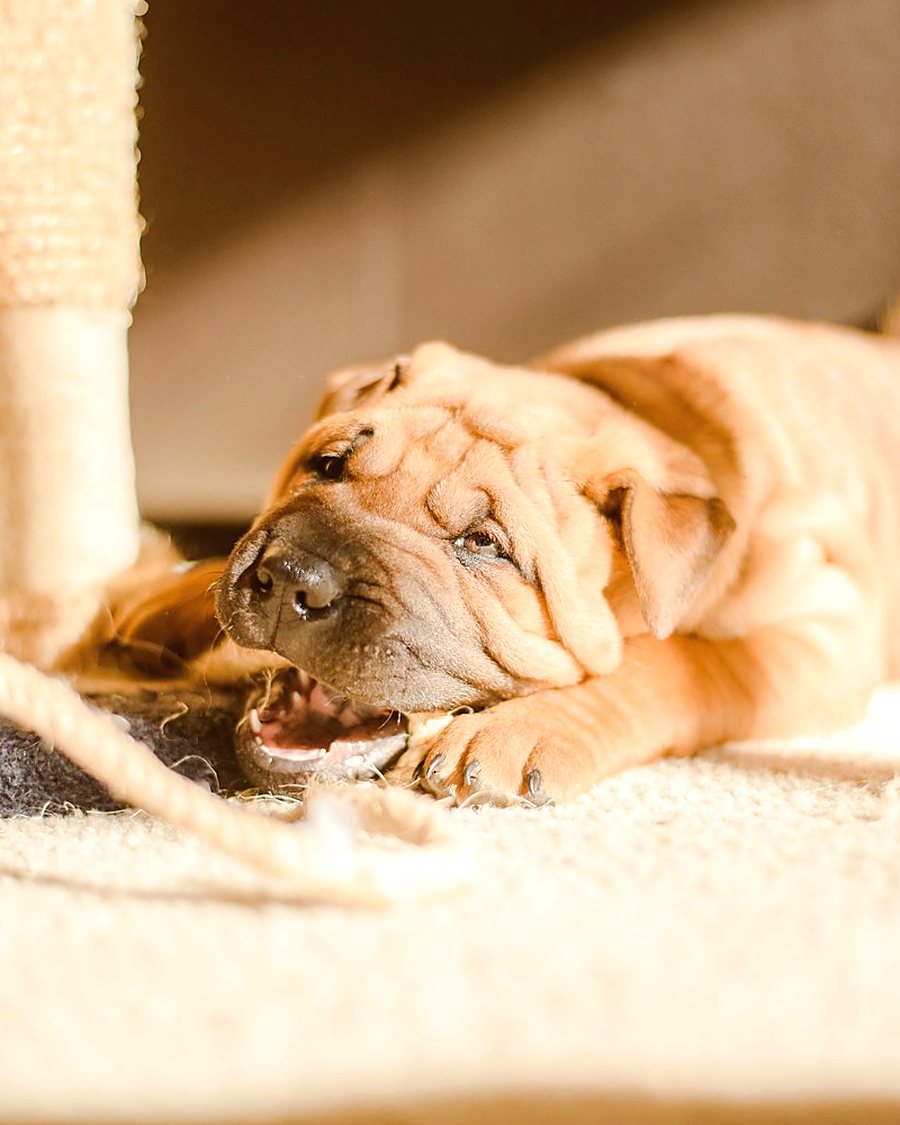 A puppy lying at a person's feet