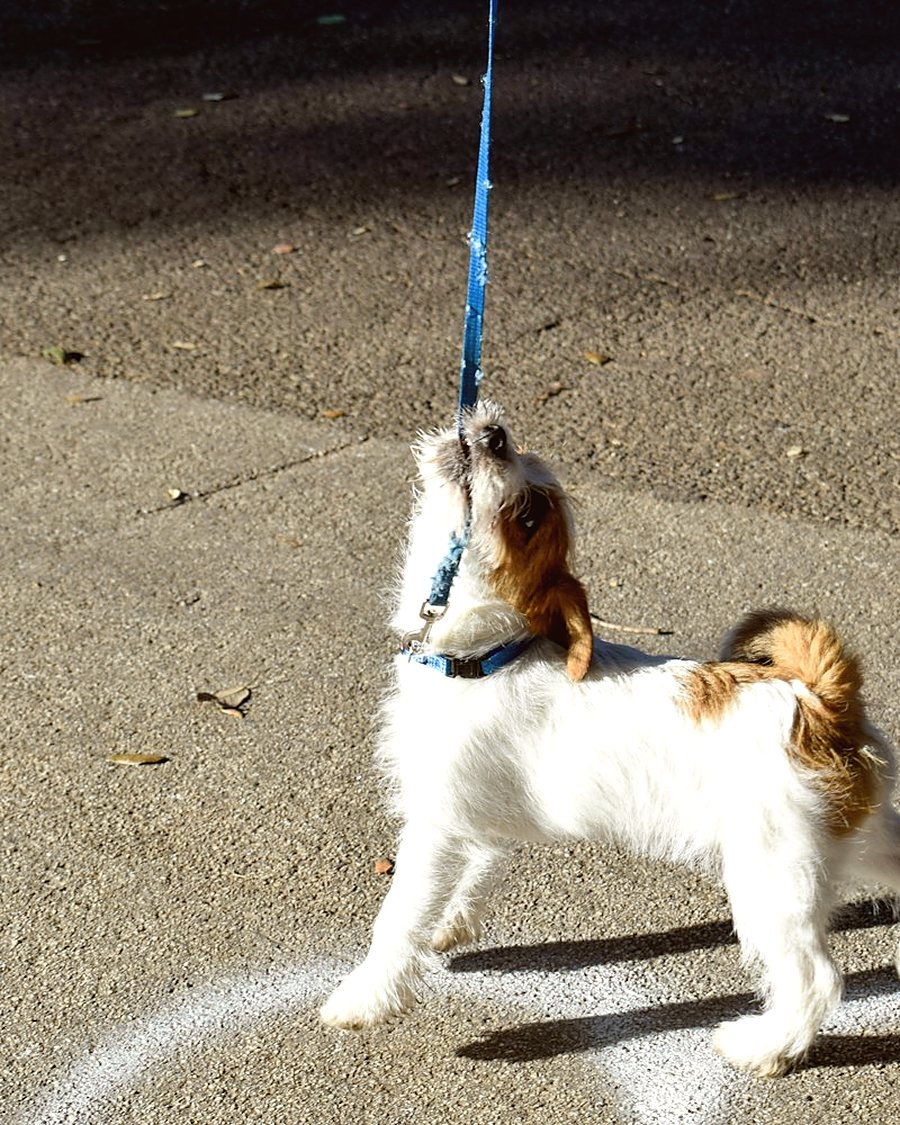 A puppy on a lead, seen from above